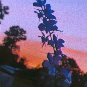 Meet your Posher, Laurel